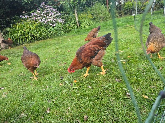 Welsummer rooster