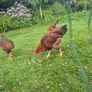 Welsummer rooster Image 2