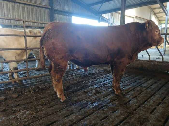 Pbr limousin bulls