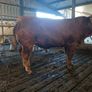 Pbr limousin bulls Image 3