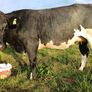 In calf heifers for Elphin Image 10