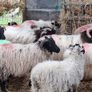 Lambs Image 7