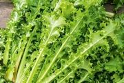 (E) Cichorium Endivia seeds 0.2g (442380)