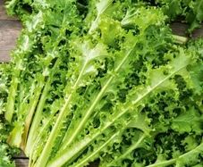 (E) Cichorium Endivia seeds 0.2g