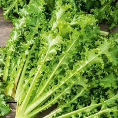 (E) Cichorium Endivia seeds 0.2g