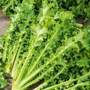 (E) Cichorium Endivia seeds 0.2g
