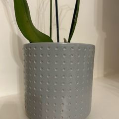 Grey and orange plant pot