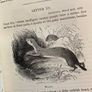 1891 The Natural History of Selborne Image 8