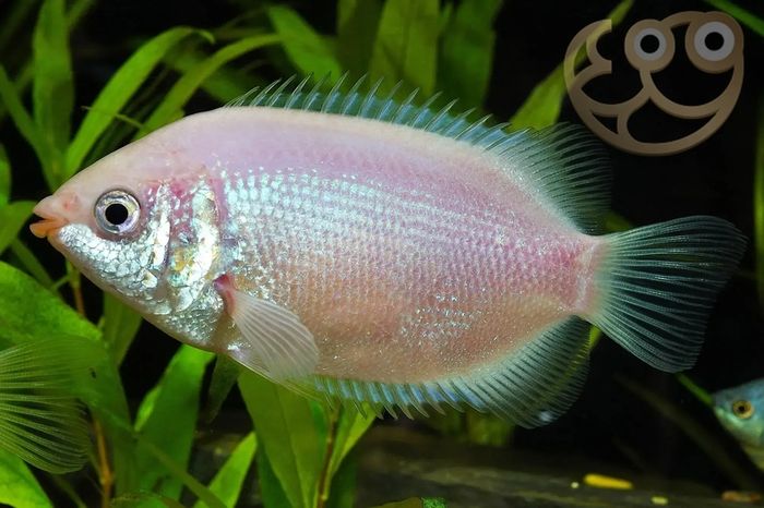 Kissing Gourami