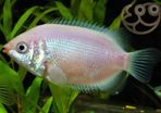 Kissing Gourami