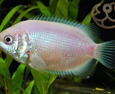 Kissing Gourami
