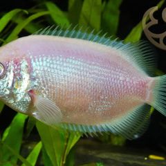 Kissing Gourami