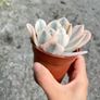 plant Image 3