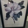 Various botanical Pictures Image 10