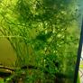 aquarium plants Image 3