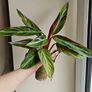 Rare Stromanthe Horticolor Plant Image 2