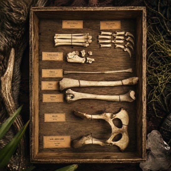 Fox Hind Limb Osteology Specimen Display
