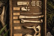 Fox Hind Limb Osteology Specimen Display