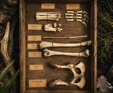 Fox Hind Limb Osteology Specimen Display