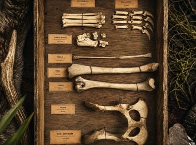 Fox Hind Limb Osteology Specimen Display