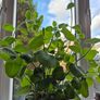 Cuban Oregano / Mexican Mint Image 4