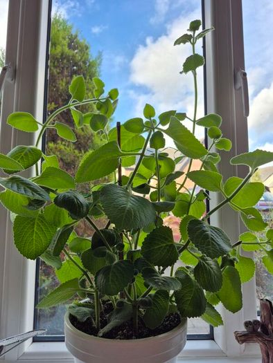 Cuban Oregano / Mexican Mint