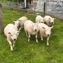 Hogget rams Image 3