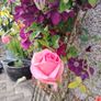 Fragrant Rose Seeds Image 4