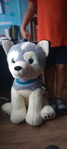 Big Dog teddy