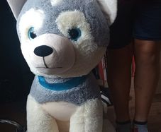 Big Dog teddy