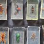 Genuine Collection of 15 Clear Resin Exotic Insects and Arachnids Price is for 1 only Image 5