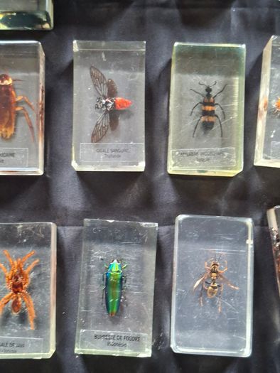 Genuine Collection of 15 Clear Resin Exotic Insects and Arachnids Price is for 1 only