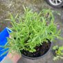 30 super flowering plants/shrubs Image 5