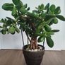 Jade plant Image 4