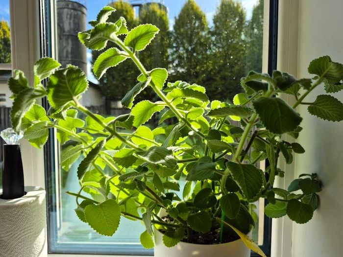 Cuban Oregano / Mexican Mint