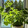 Cuban Oregano / Mexican Mint Image 2