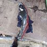 2014 Opel insignia driver side rear light Image 3