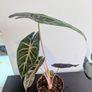 Alocasia Pink Dragon Plant Image 2