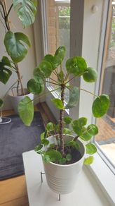 pilea