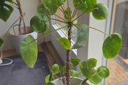 pilea