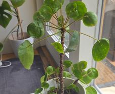 pilea
