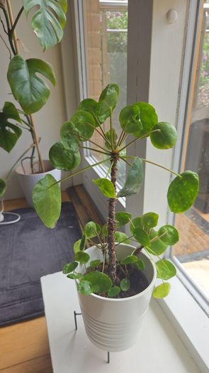 pilea