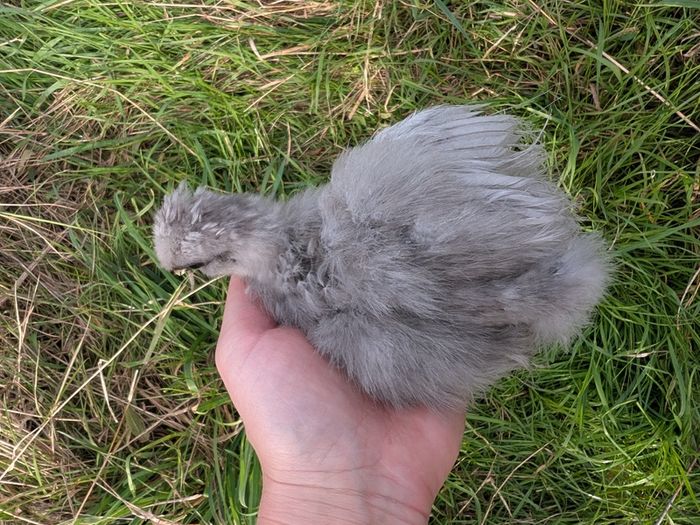 silkie and pekin chicks