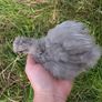 silkie and pekin chicks Image 8