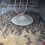 Pheasants and Patridge Image 5