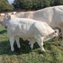 PBR Charolais bulls Image 5