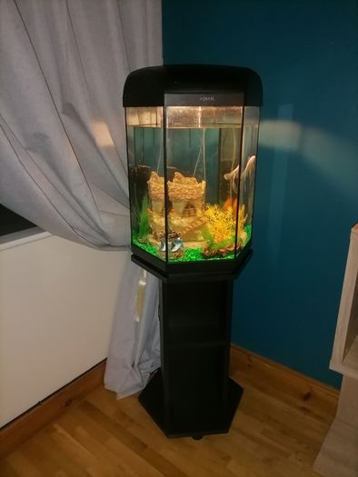 Fish tank