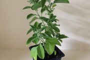 Ashwagandha Plant