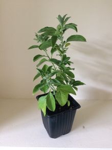 Ashwagandha Plant