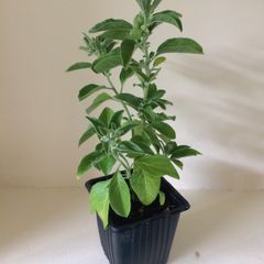 Ashwagandha Plant